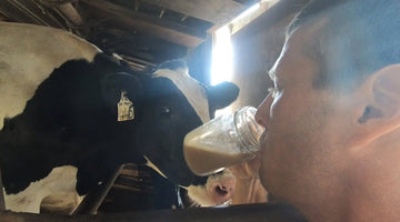 Check out Farmer Derek milking a cow for his Moolatte